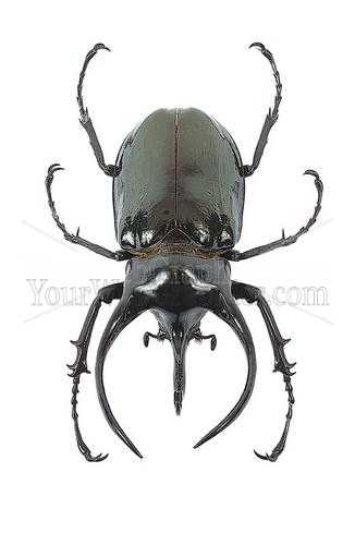 photo - beetle-9-jpg